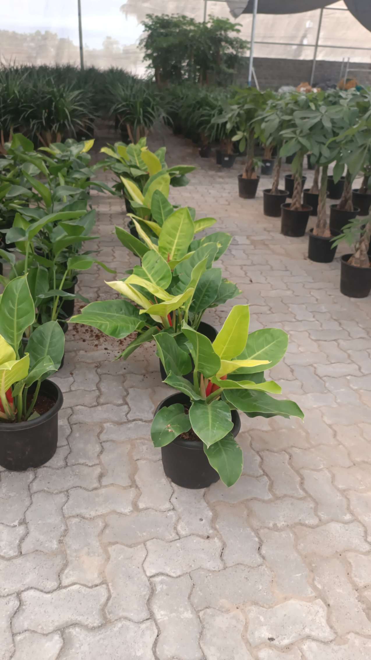 Philodendron Moonshine - Big in 10 or 12 inch pot