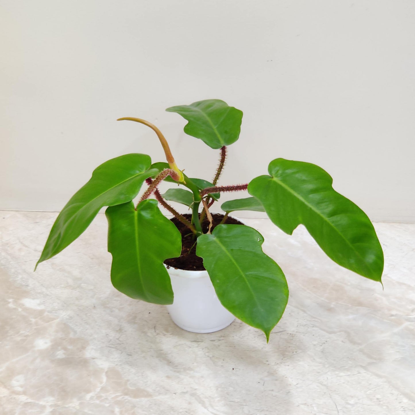 Rare Philodendron Squamiferum in 12cm white pot