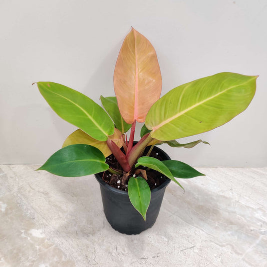 Philodendron Sunshine in 5inch pot