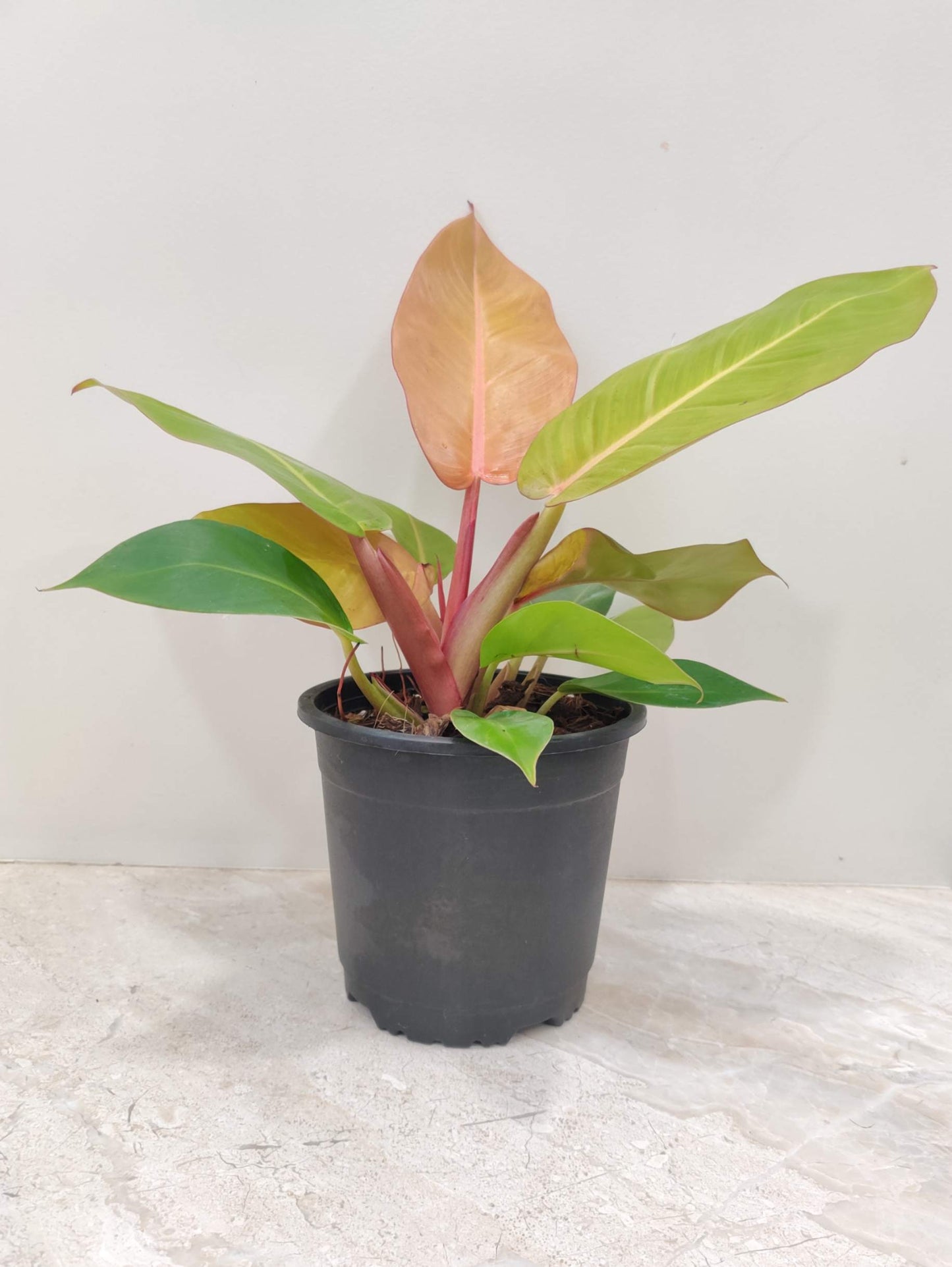 Philodendron Sunshine in 5inch pot