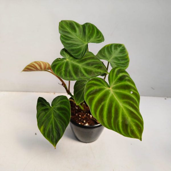 Rare Philodendron Verrucosum  in 12cm pot
