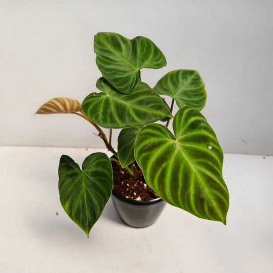 Rare Philodendron Verrucosum  in 12cm pot