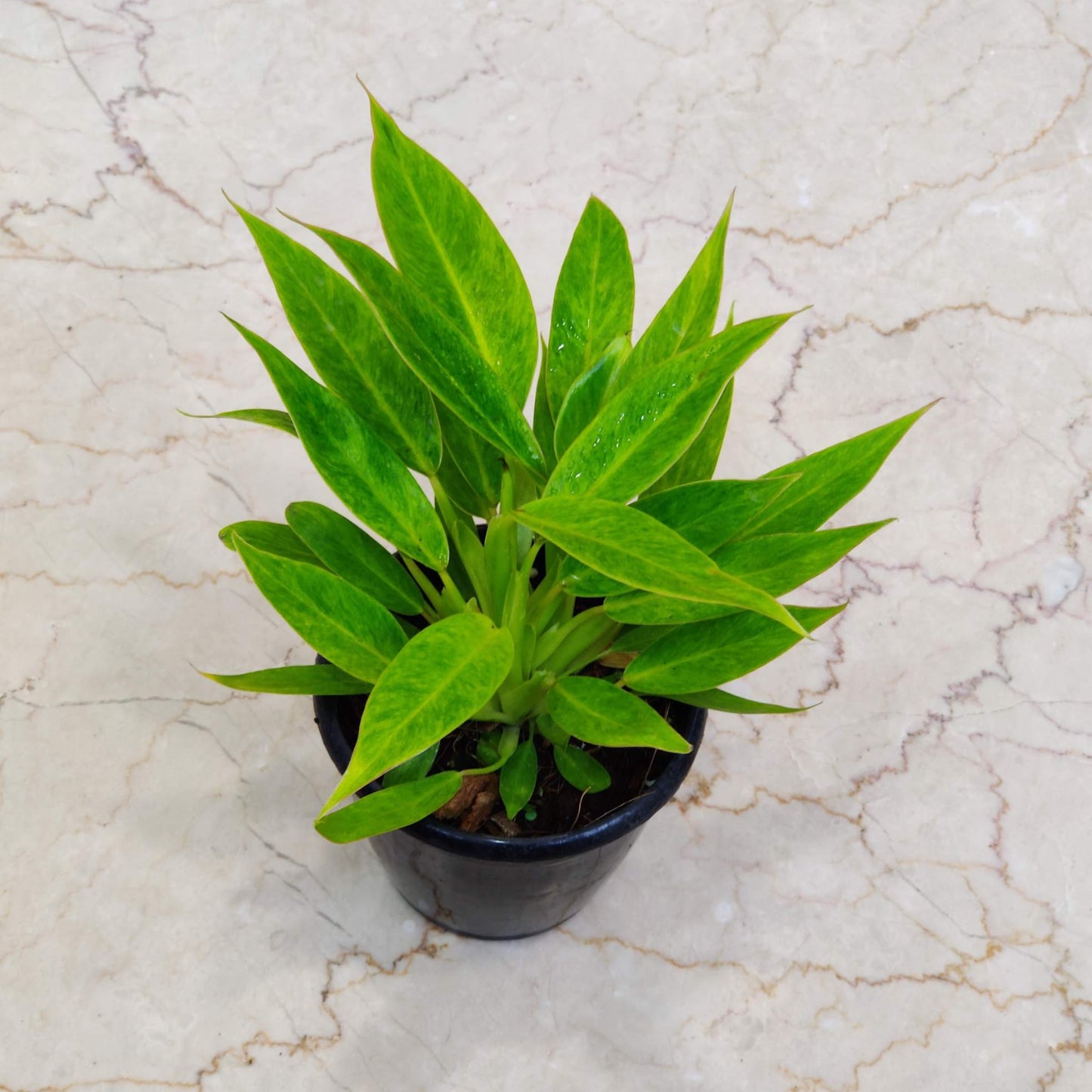 Potted plant on a marble surface