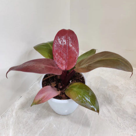 philodendron sunred in 12cm pot