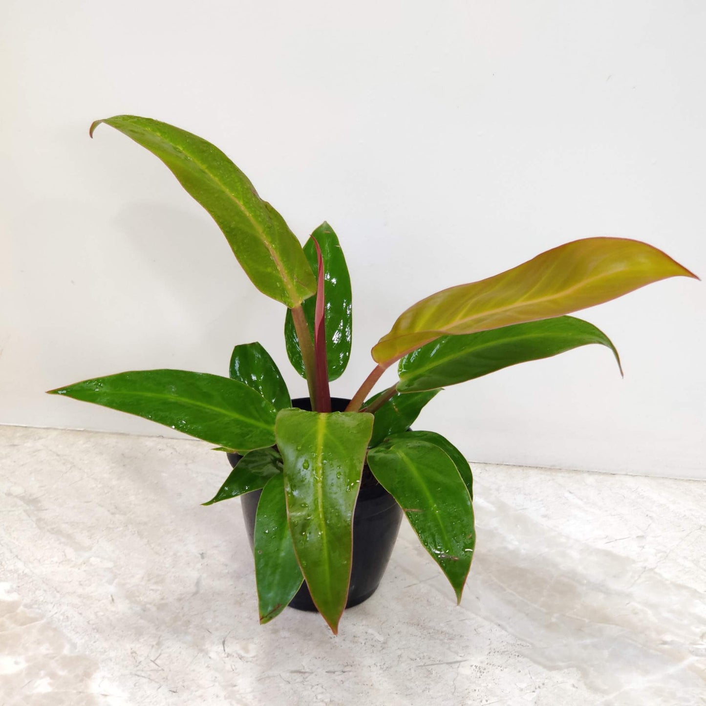 Philodendron sunshine 12 cm pot