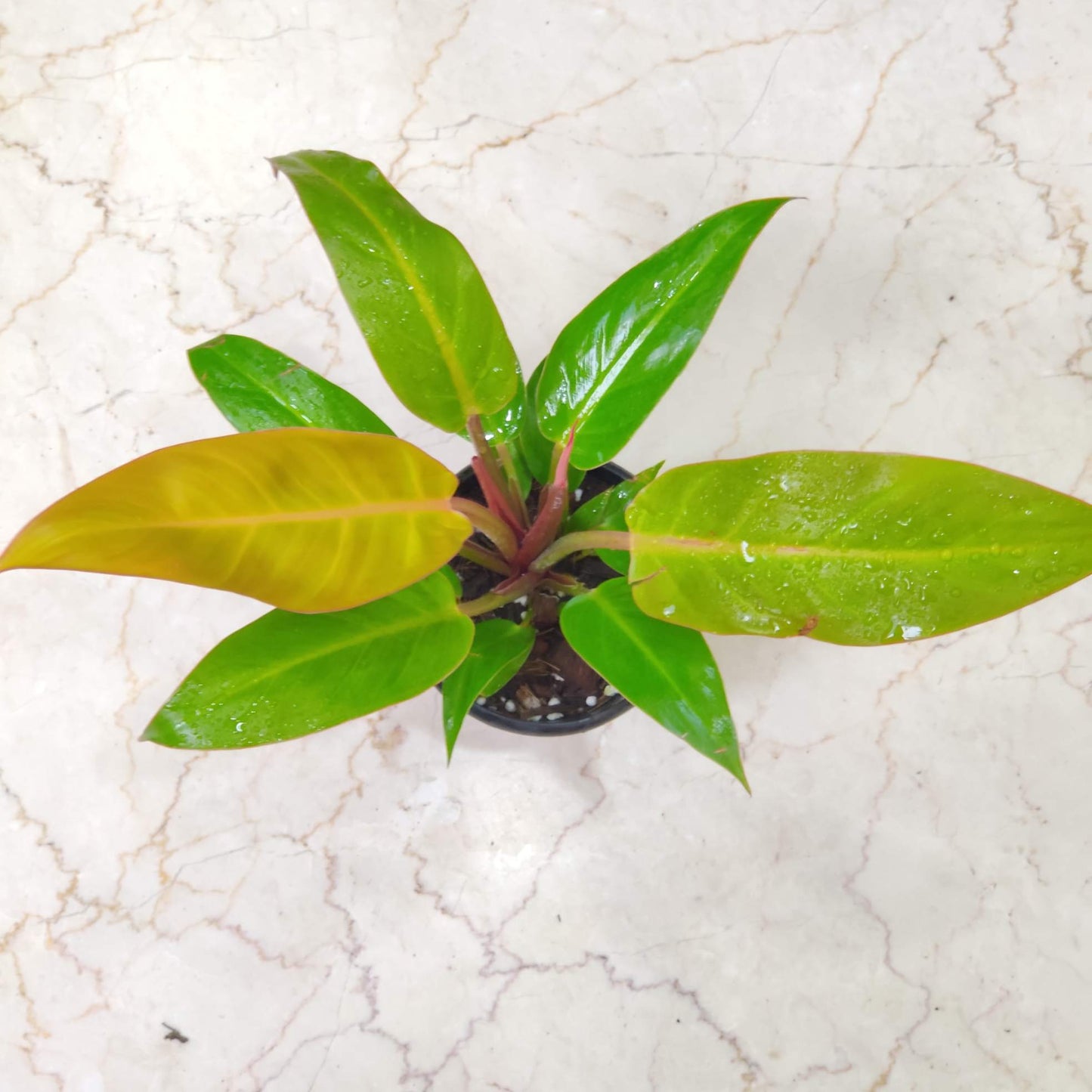 Philodendron sunshine 12 cm pot