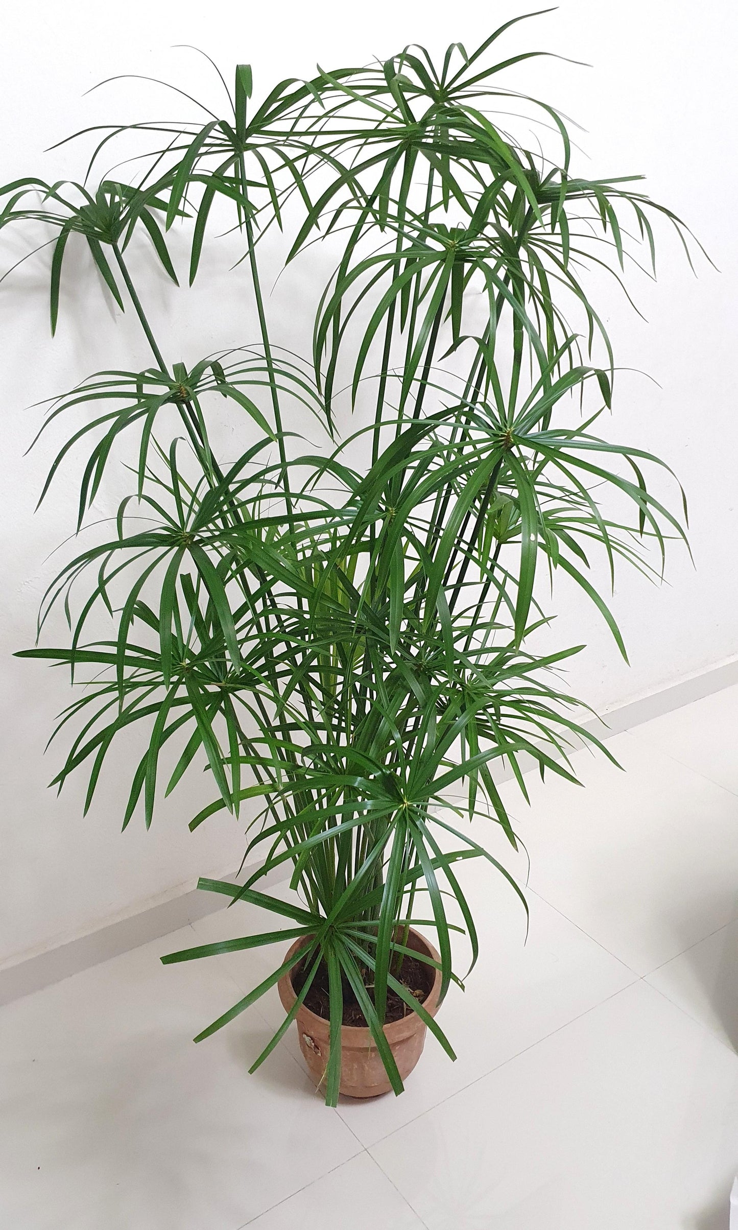 Umbrella Palm plant in 5inch nursery pot (It can grow in water)