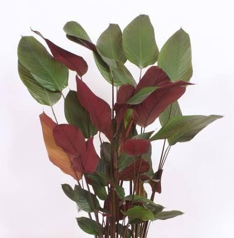 Red calathea lutea 3ft height in 8inch pot