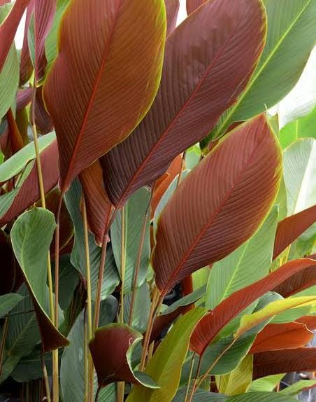 Red calathea lutea 3ft height in 8inch pot