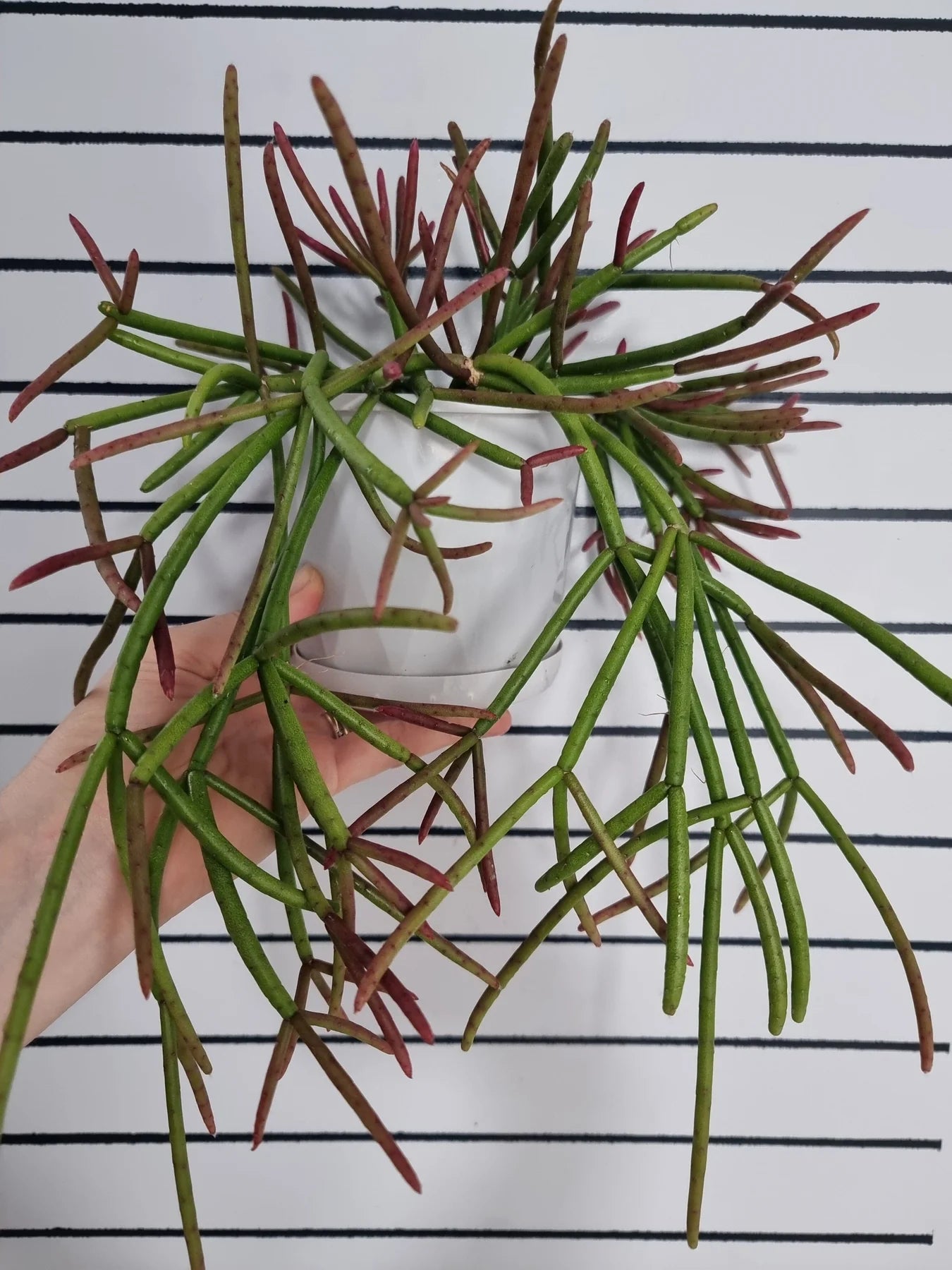 Rhipsalis crythrocarpa or Red Coral