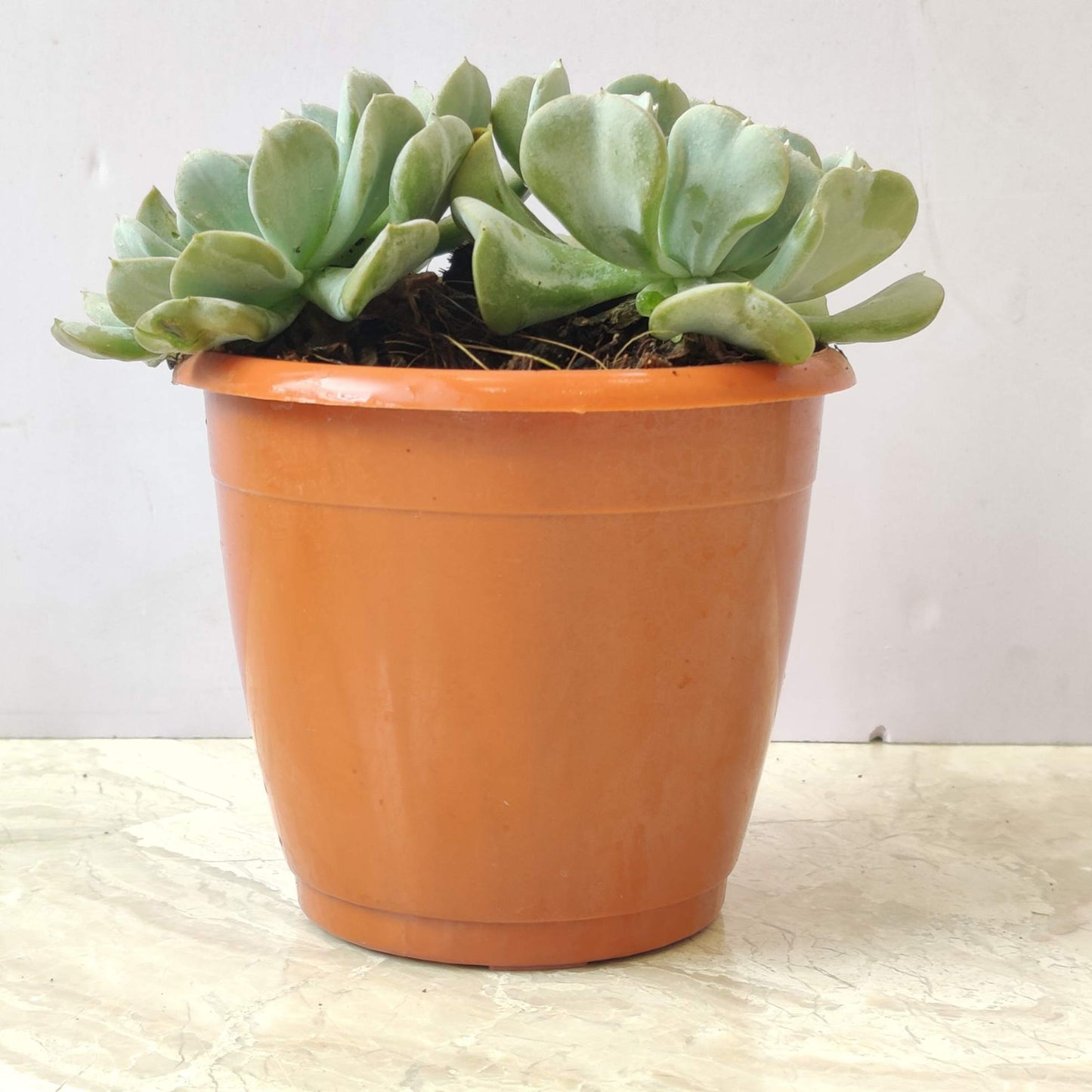 Echeveria Runyonii ‘Topsy Turvy’