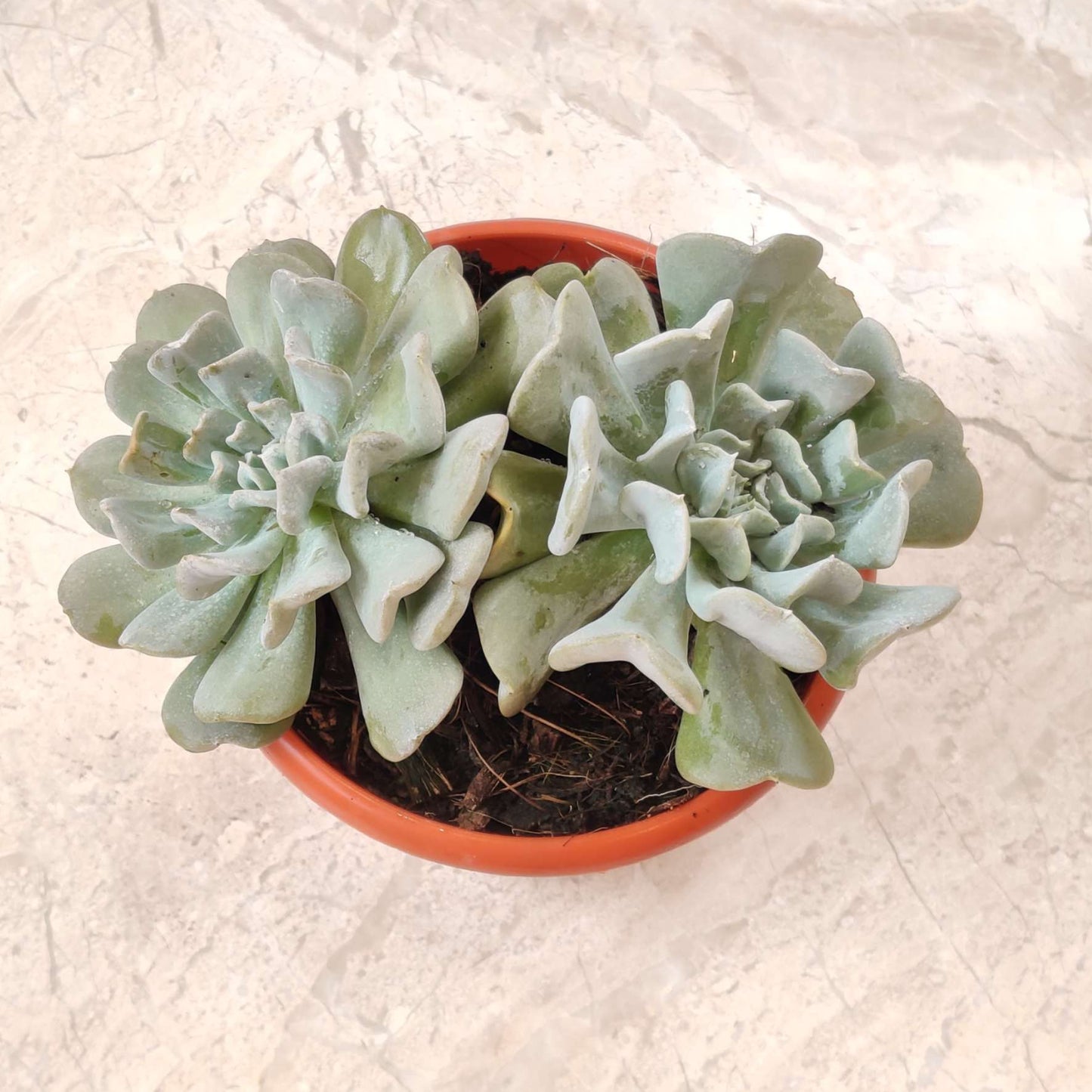 Echeveria Runyonii ‘Topsy Turvy’