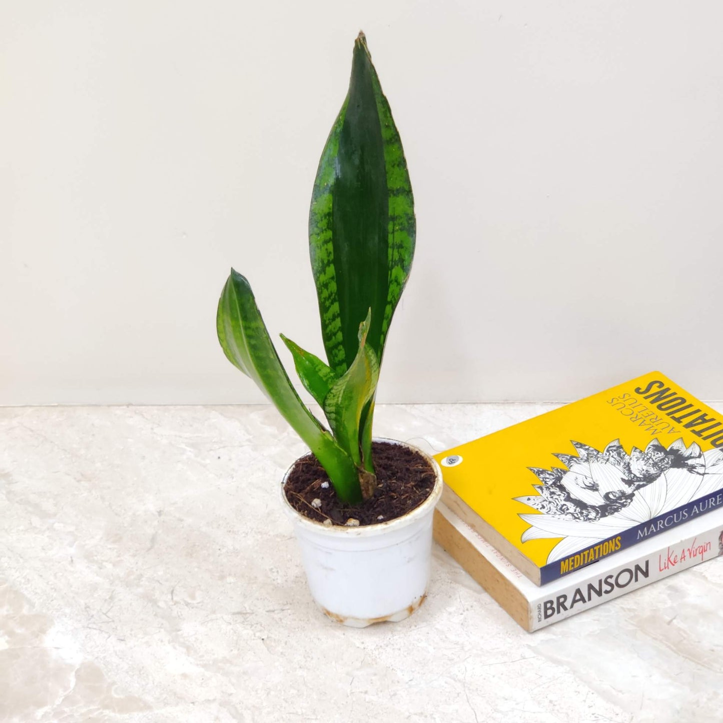 Snake plant -- Sansevieria Trifasciata Whitney 10 cm pot