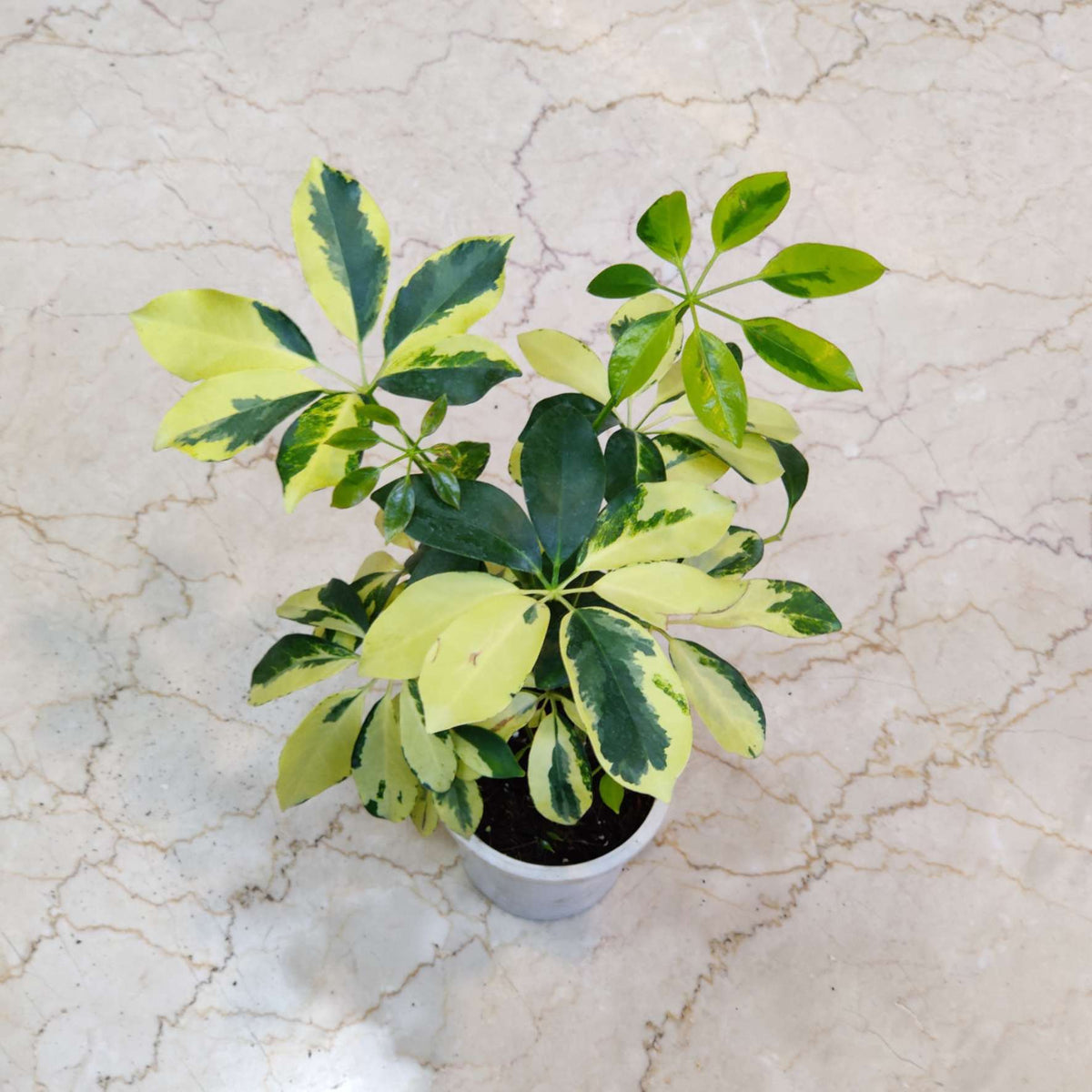 Umbrella Plant / Schefflera variegated 1 to 2 ft height in 5inch nursery pot