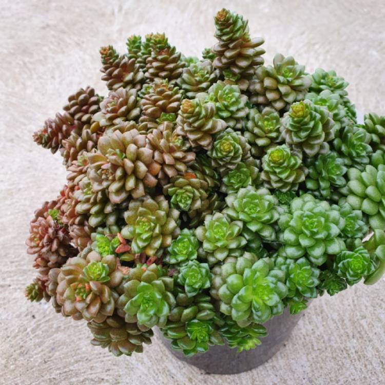 Sedum Cremnosedum Little Gem
