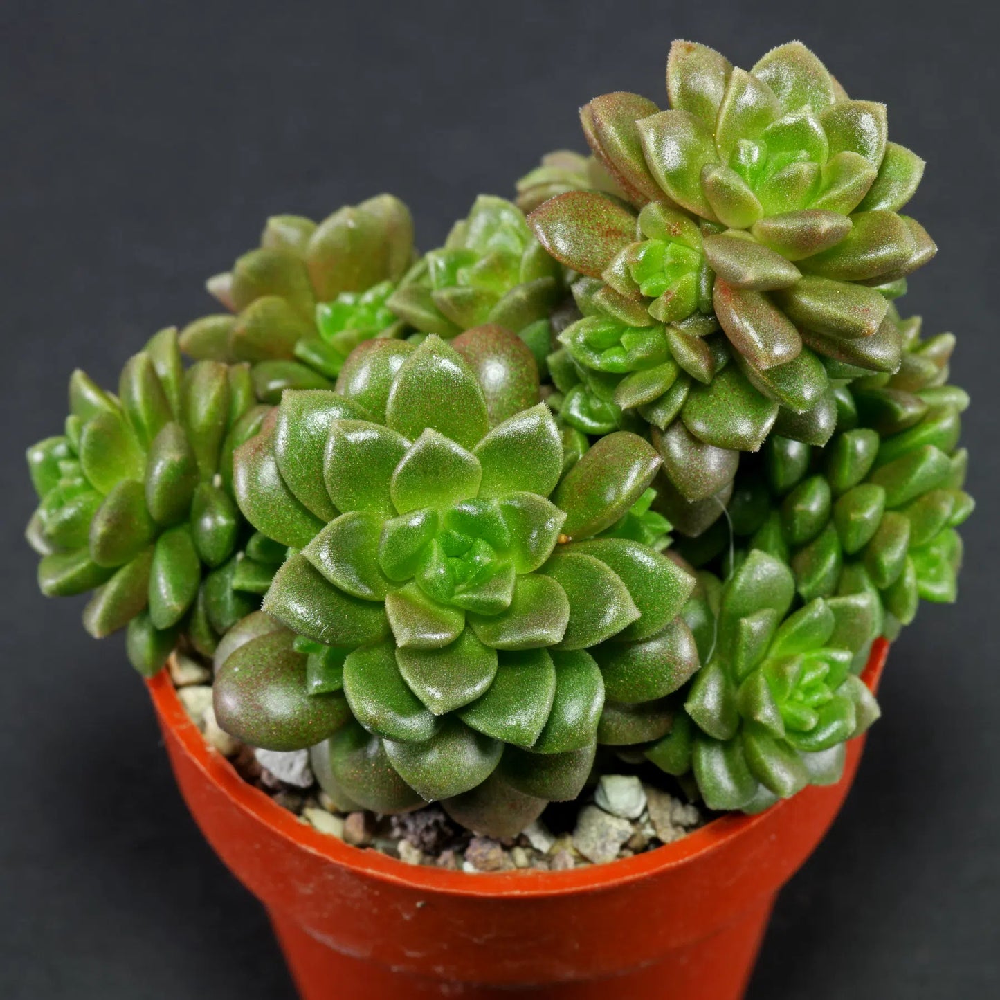 Sedum Cremnosedum Little Gem