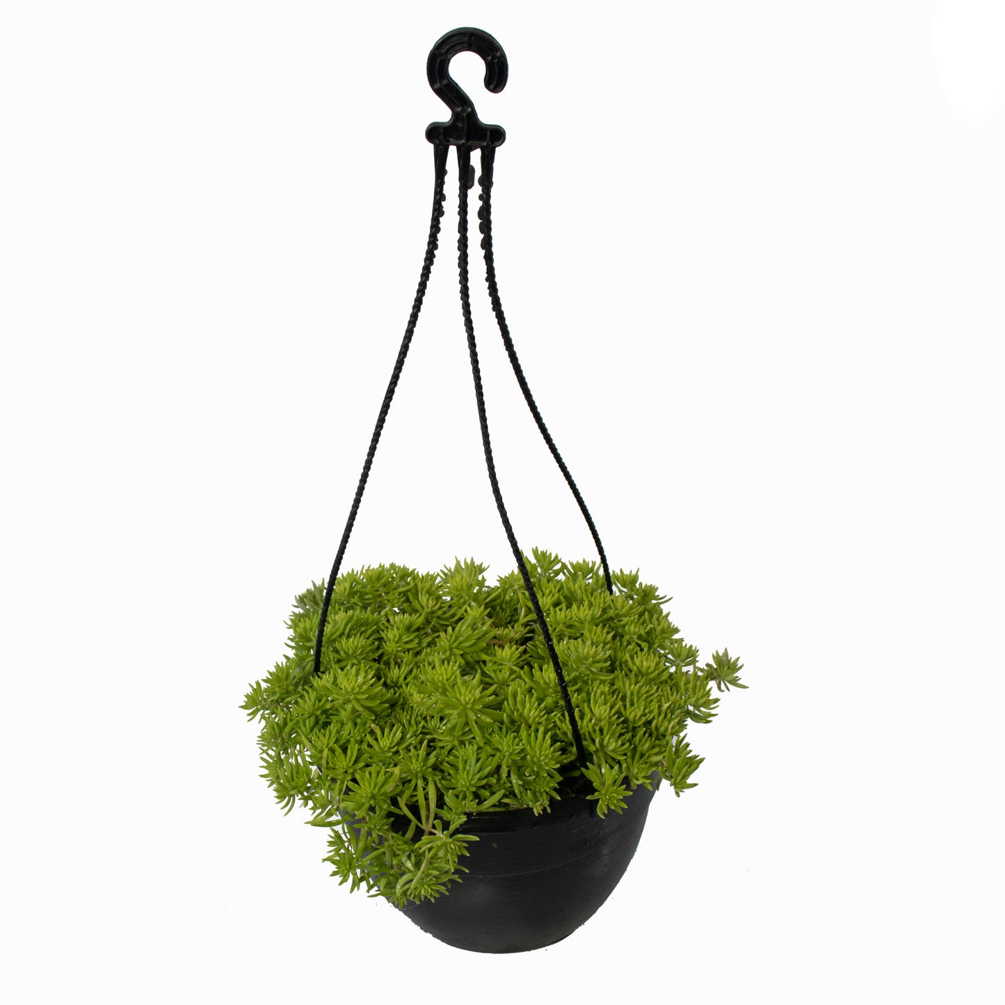 Sedum in 4 inch pot