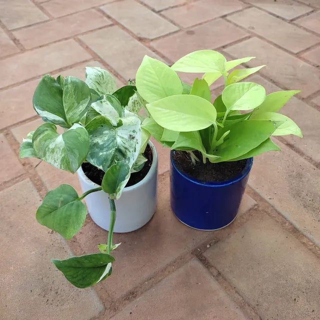 Set of 2 - Money Plant (Golden & Marble)