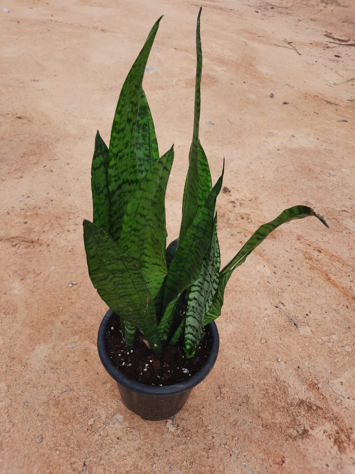 Snake plant green big in 8inch nursery pot