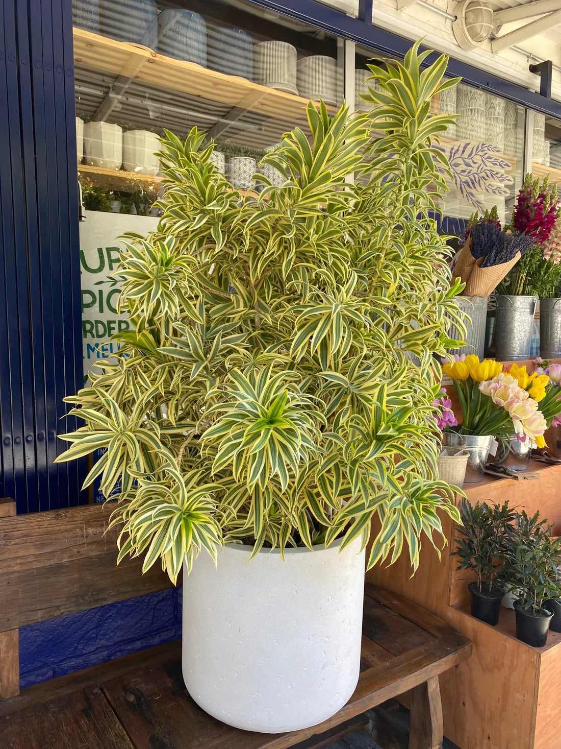 Dracaena reflexa (song of India Plant) in 5inch pot