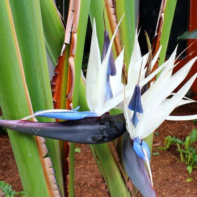 Bird Of Paradise white in 8inch nursery pot (1.5 to 2.5 feet height)