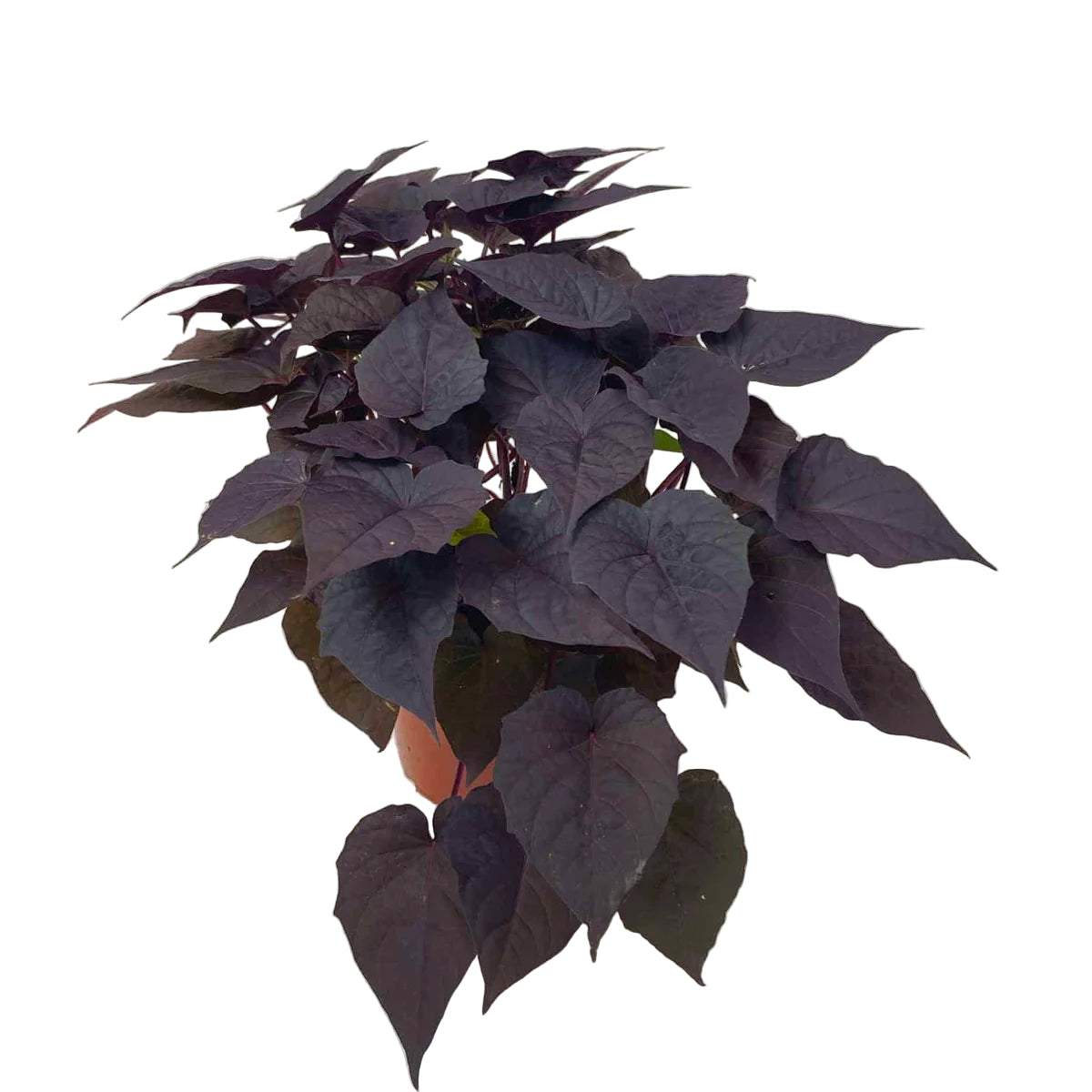 Sweet Potato Vine Purple (Purple Heart) in 5inch pot