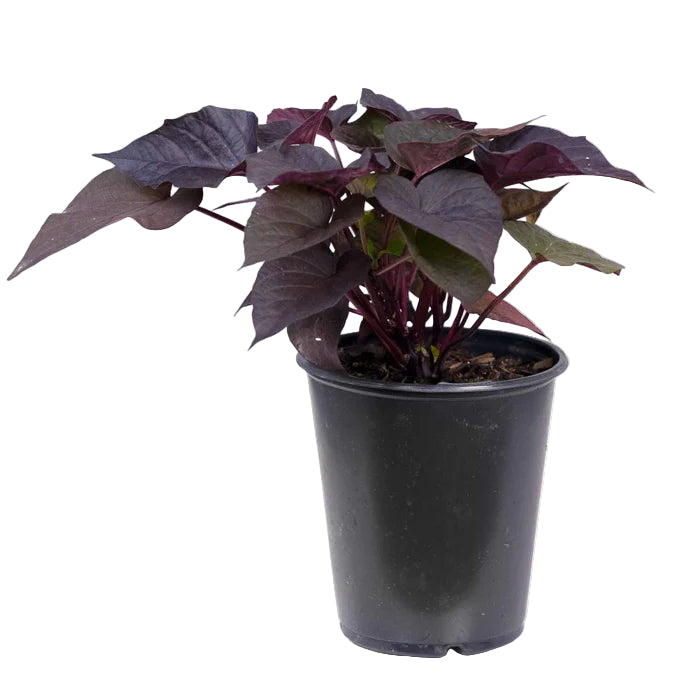 Sweet Potato Vine Purple (Purple Heart) in 5inch pot