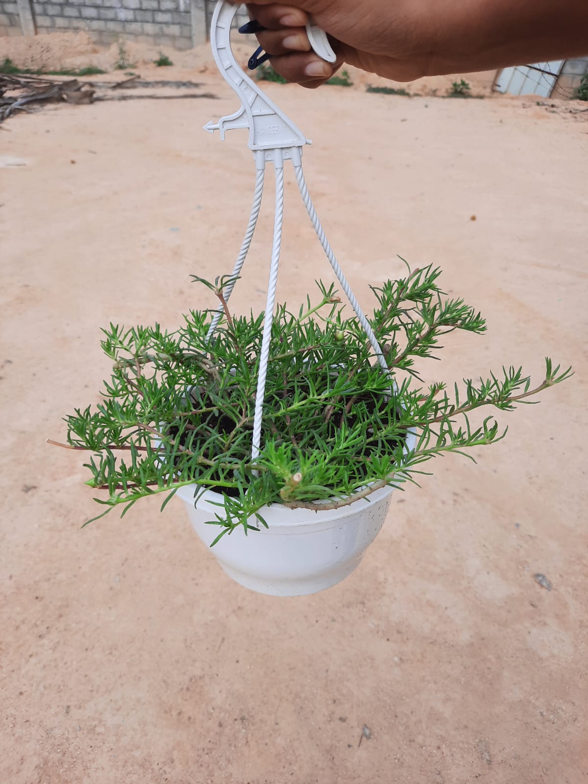 table rose any color in 6inch white hanging pot