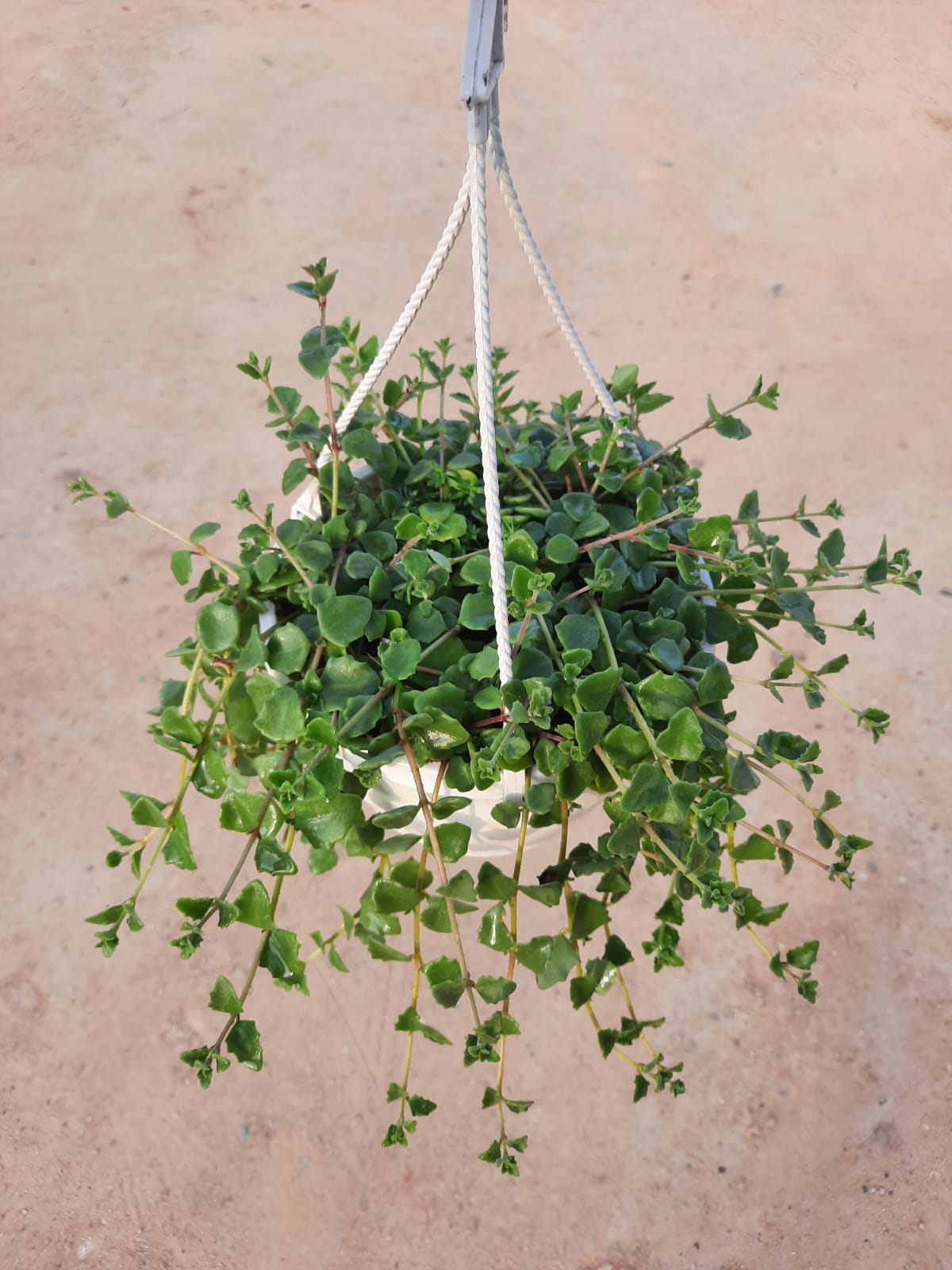 Original plant