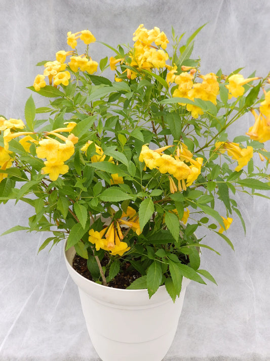 tecoma yellow in 4inch pot 2-3 ft height