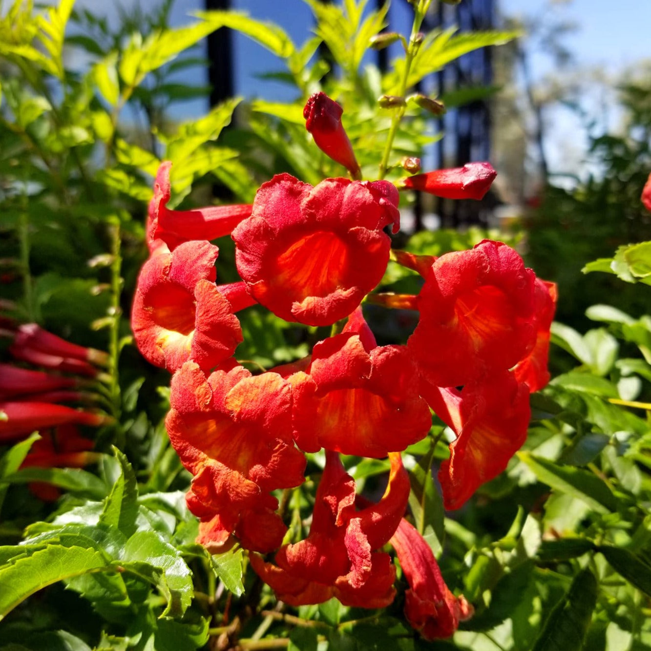 Tecoma dwarf plant in 5inch pot (any color)