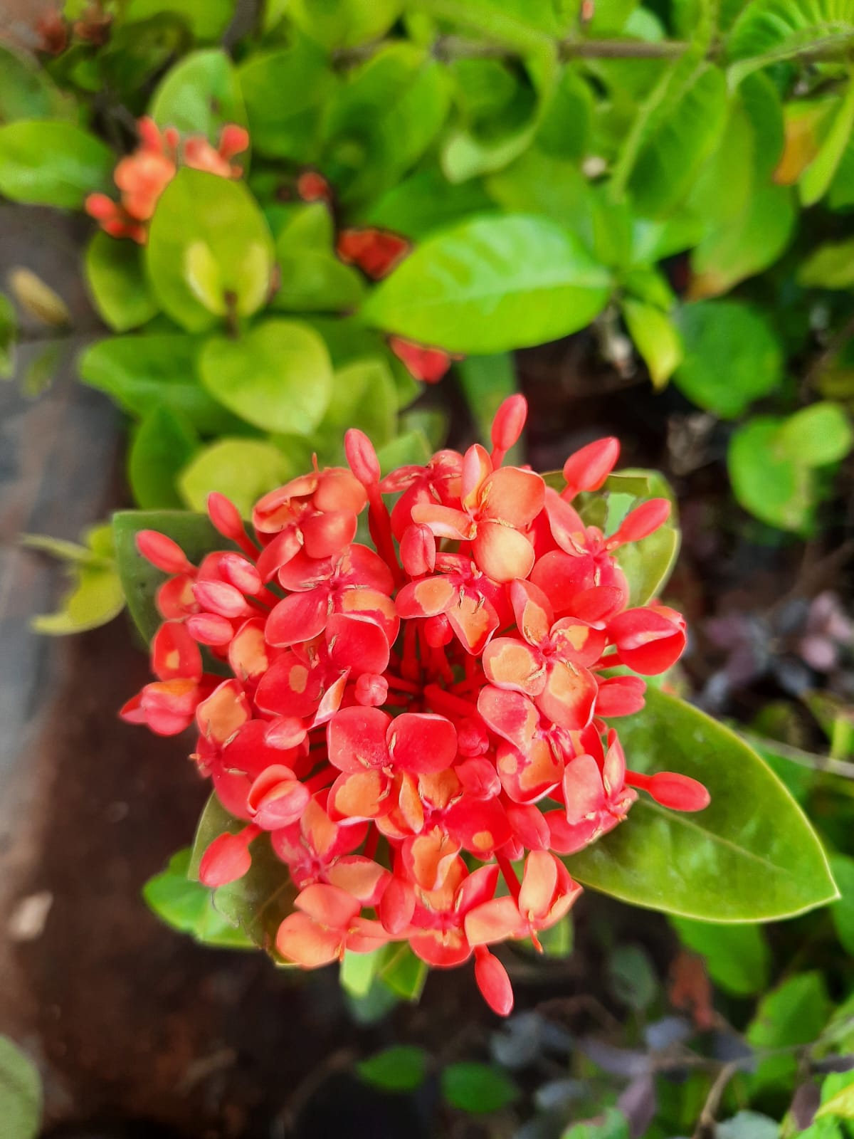 Rare Ixora Thailand type in 5inch nursery pot