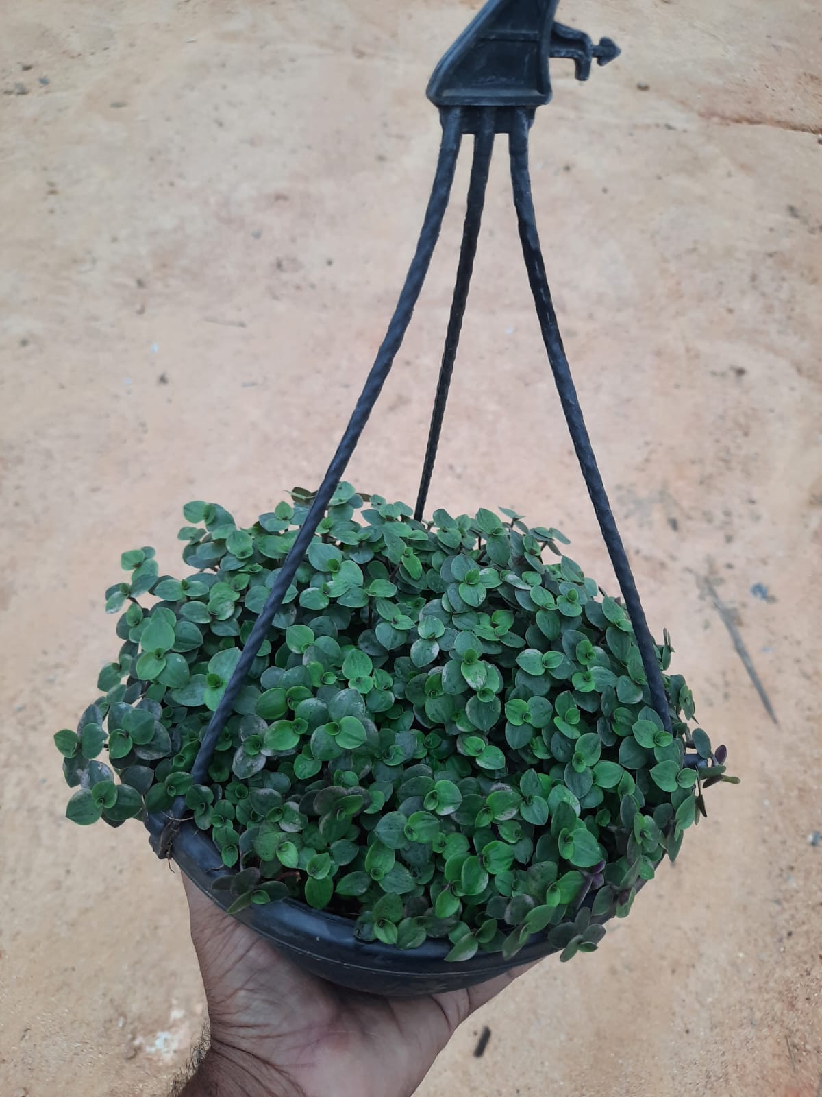 turtle vine hanging plant Turtle Vine in 8inch black hanging pot – Plantsden