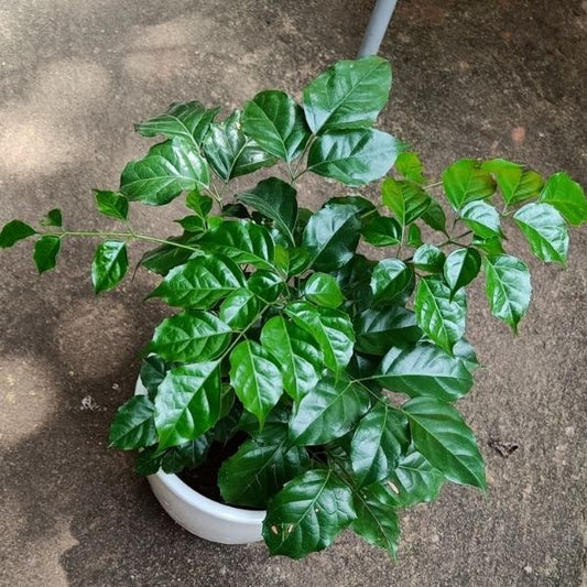 China Doll 2ft + height in 6inch pot