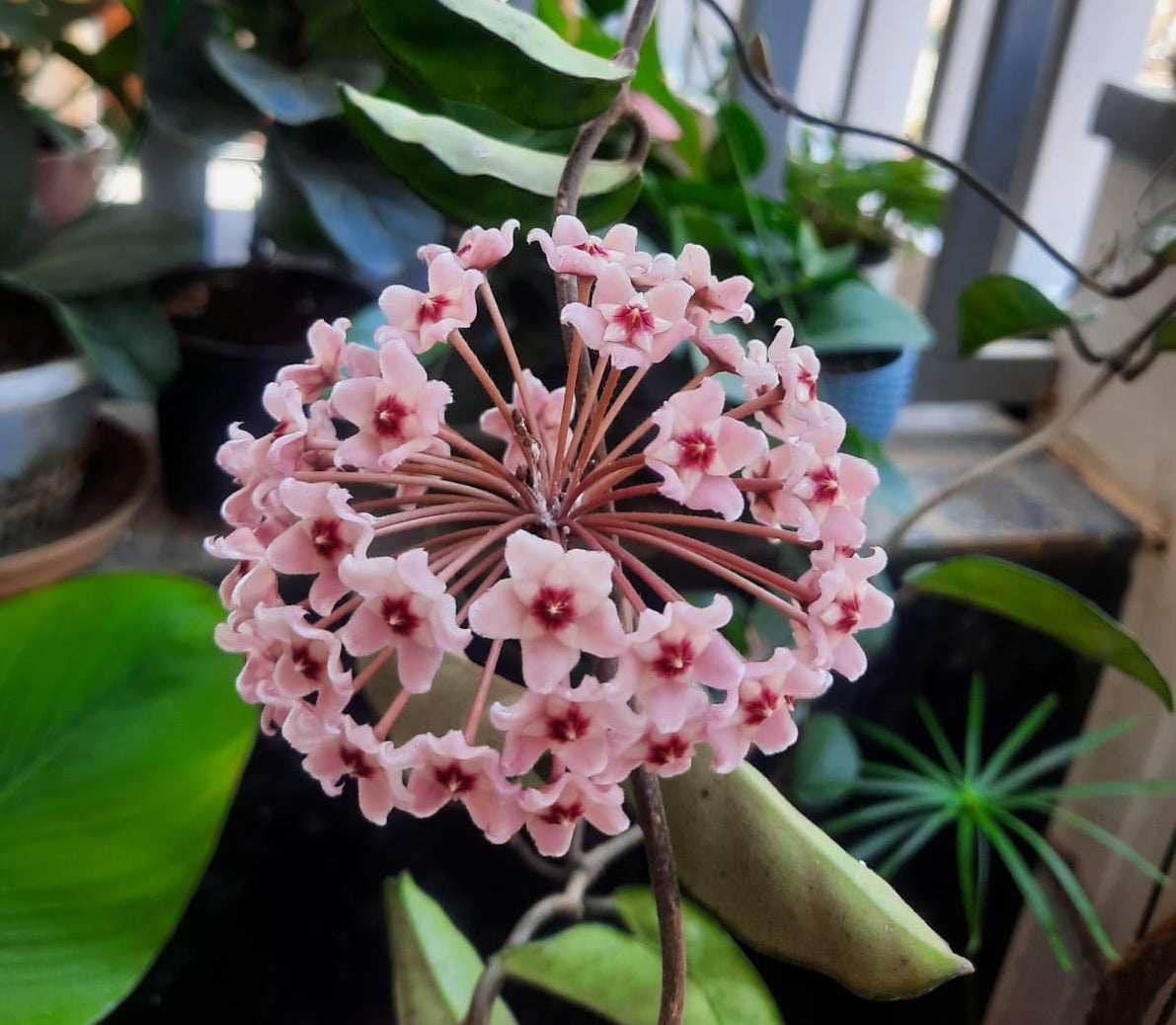 Green Hoya cornosa in 6inch hanging pot