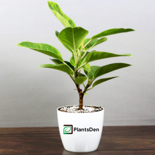 Lemon Lime Edition Rubber Plant - (Set of 15)