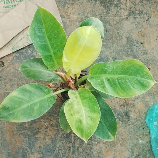 Philodendron Moonshine in 6inch pot