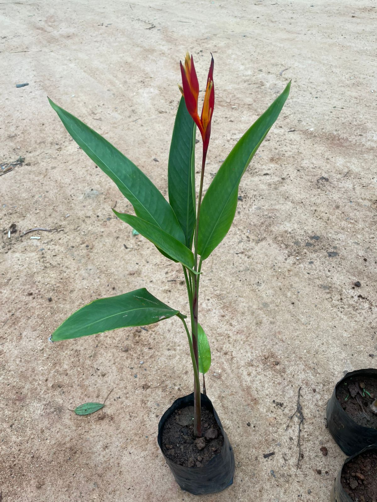 Parrot Heliconia - with flower in plastic bag