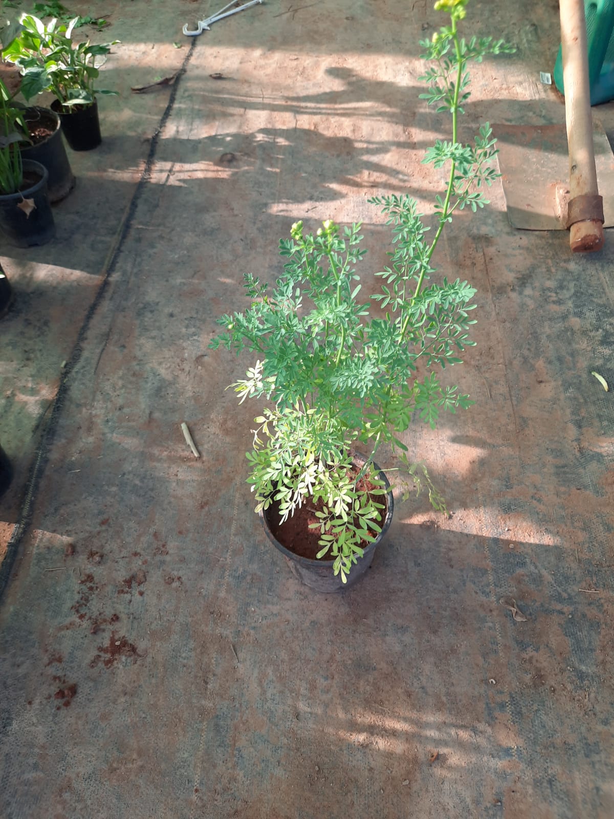 Potted plant on a concrete floor with tools in the background