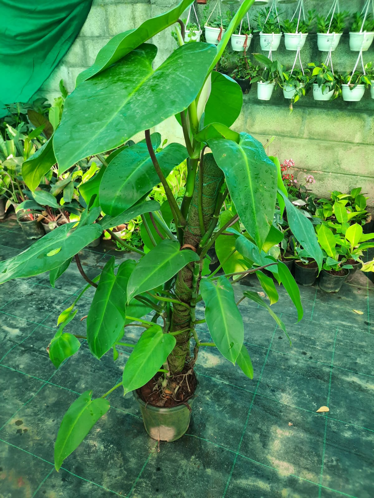 Potted plant with large green leaves on a greenhouse floor.