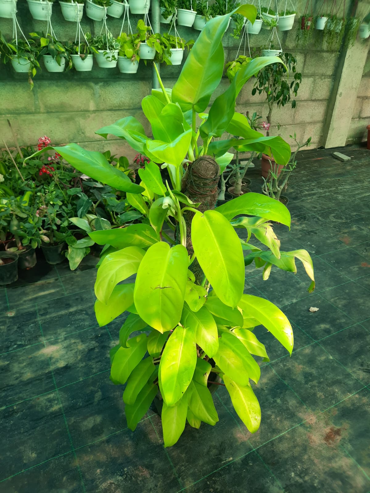 Potted plant with bright green leaves on a concrete floor