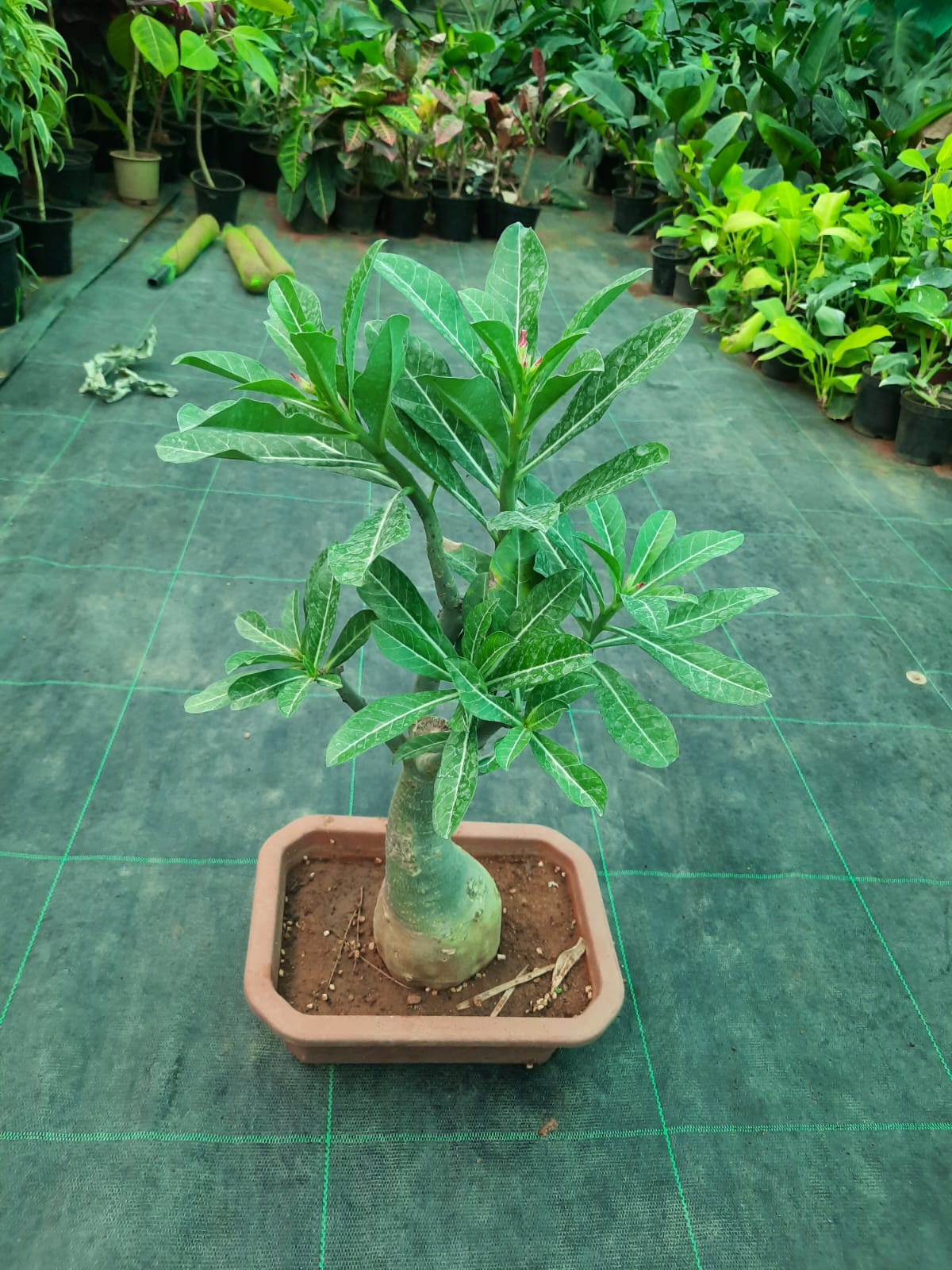 Adenium Bonsai in Bonsai pot
