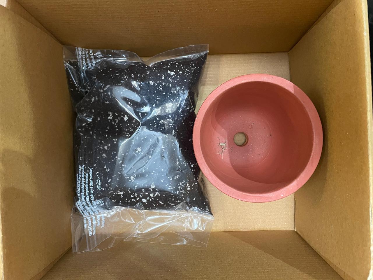Junior Gardener Grow kit