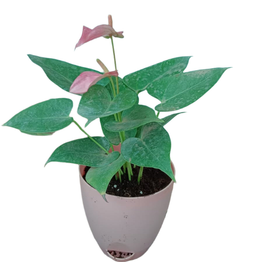 Orange Anthurium plant