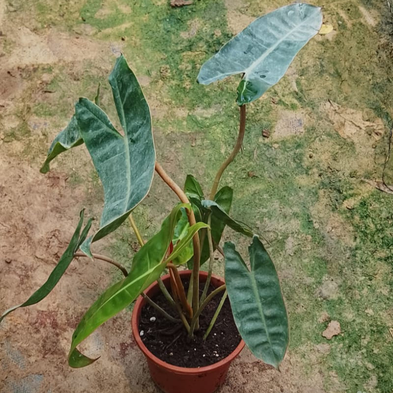 Rare Philodenron billietiae in 5inch pot