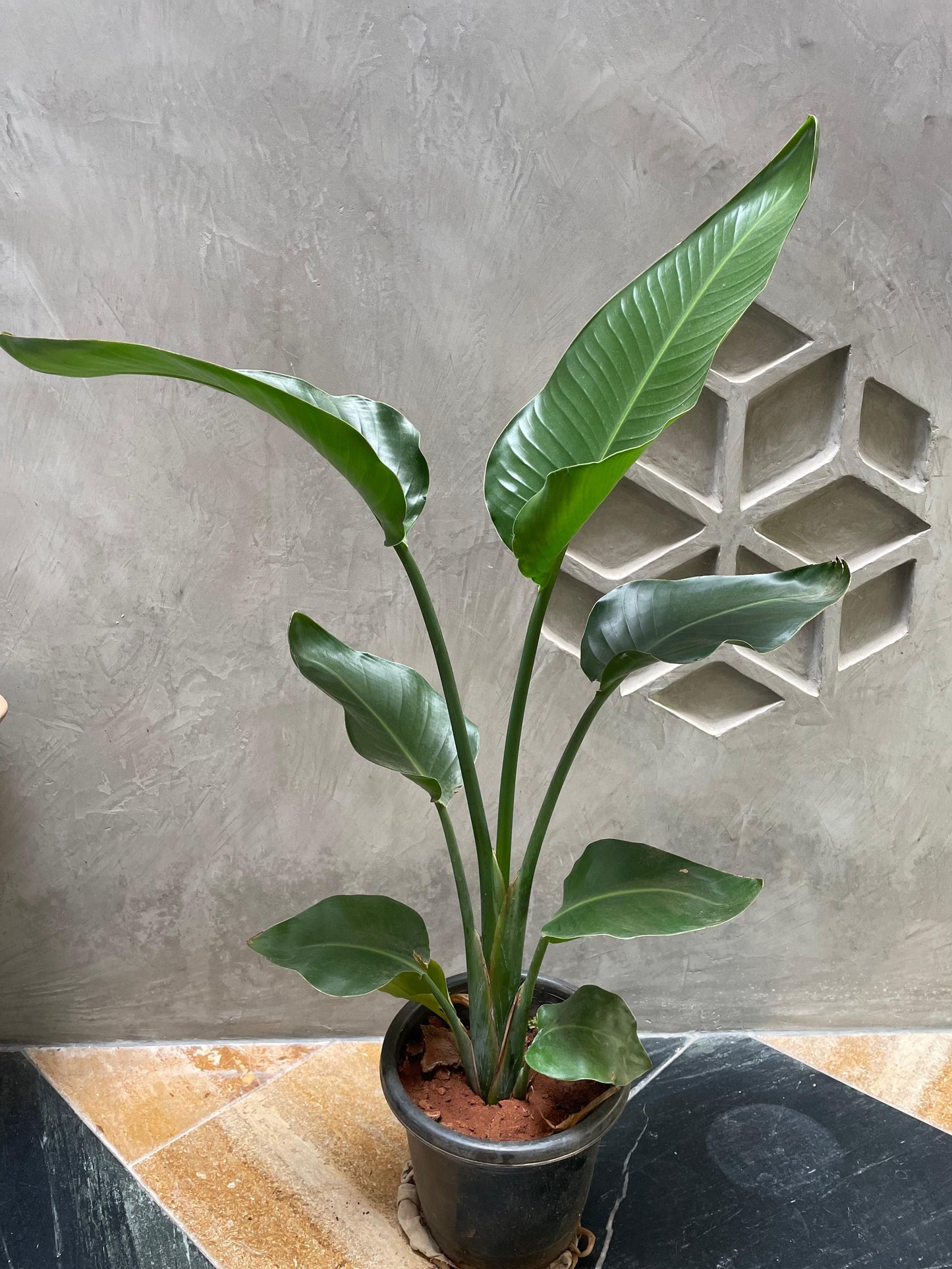 Bird Of Paradise white in 8inch nursery pot (1.5 to 2.5 feet height)