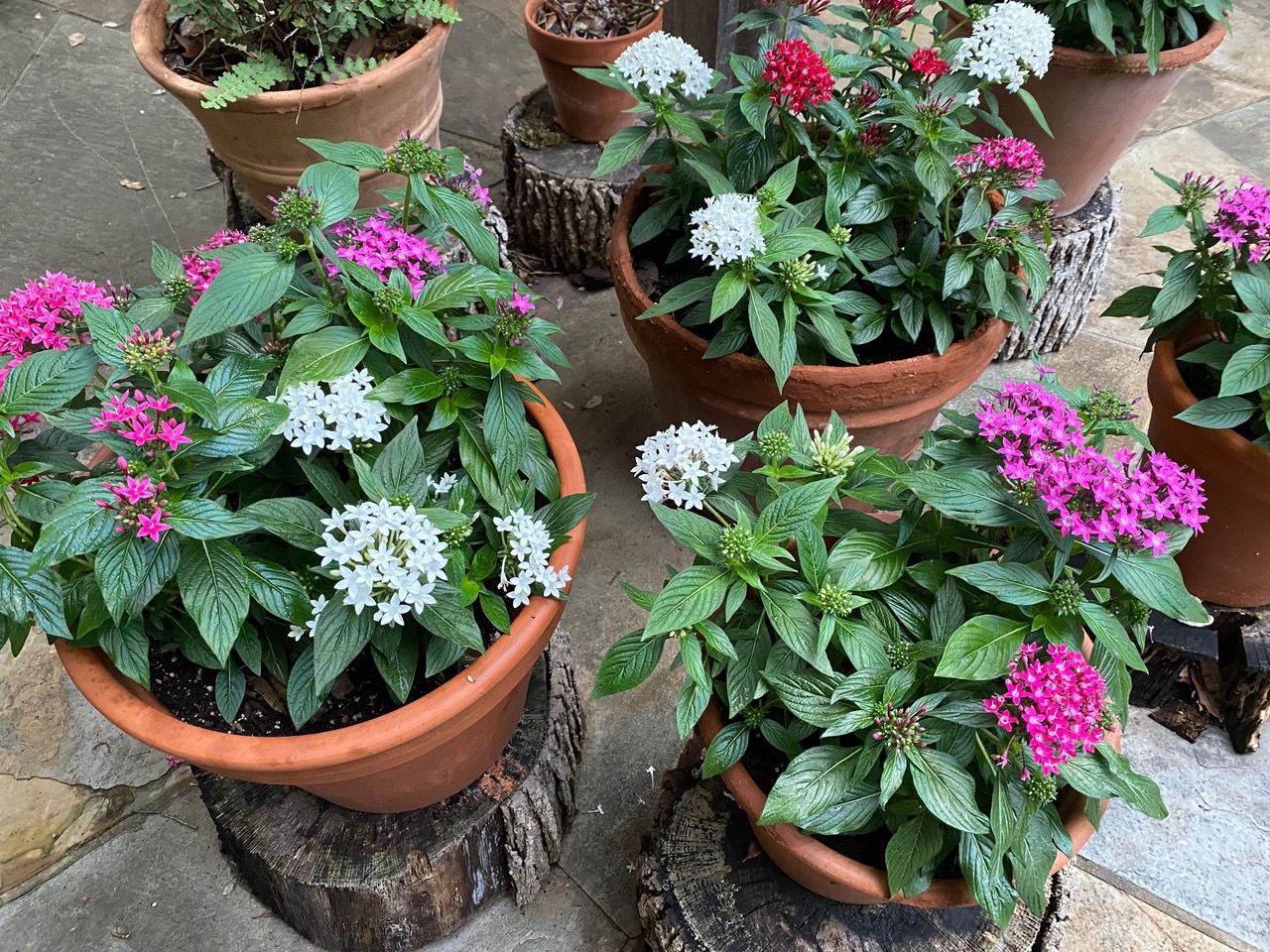 pentas