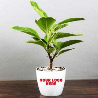 Lemon Lime Edition Rubber Plant - (Set of 15)