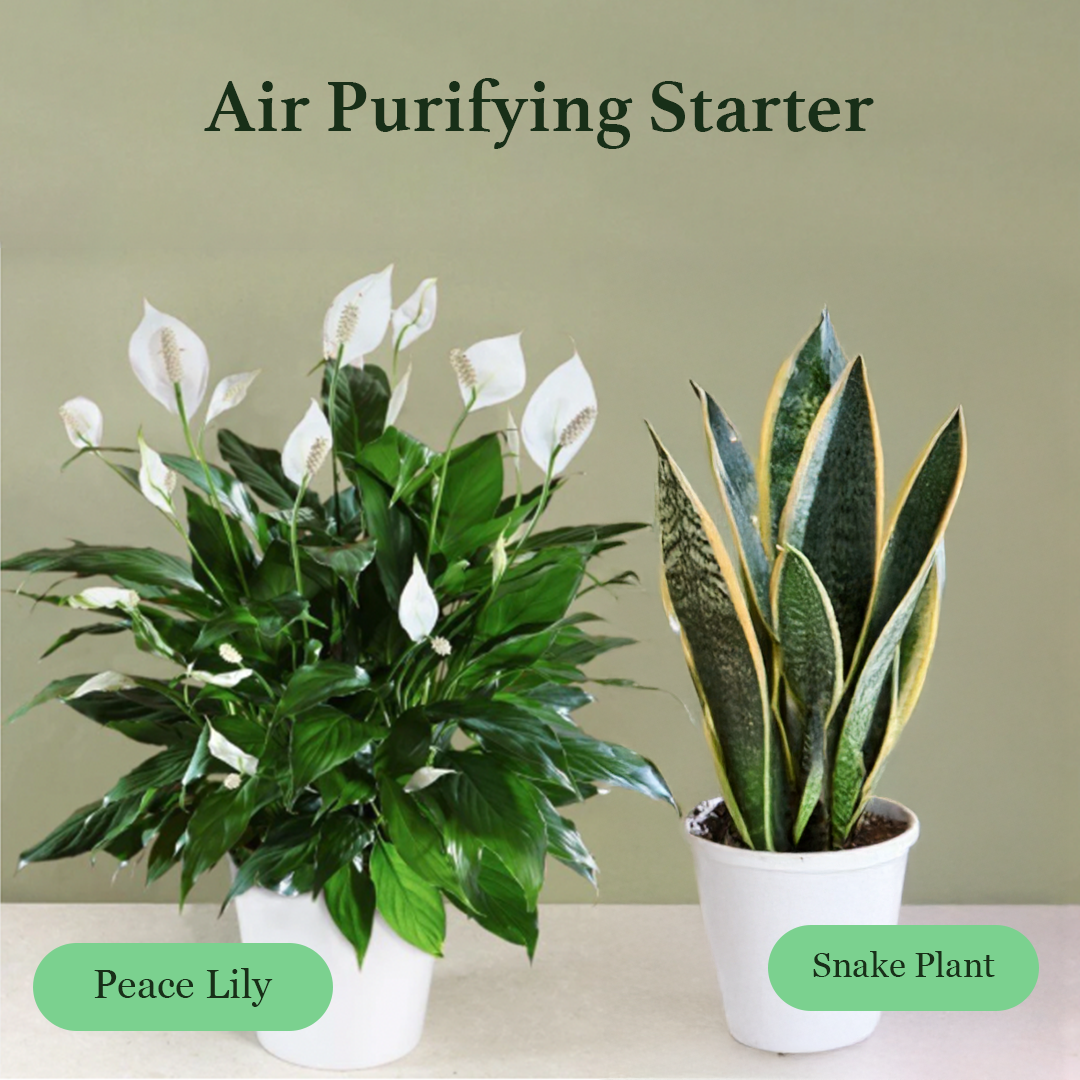 Air purifying Starter - Peace Lily and variegated snake plant in 5inch pot