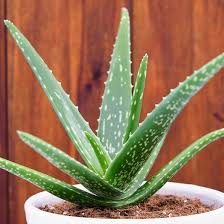 aloe vera plant in 5 inch pot